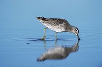 Biosphoto | 1500461 | Short-billed Dowitcher (Limnodromus griseus), adult probing in shallow coastal water in winter plumage, Corpus Christi, Texas, USA | &copy; Rolf Nussbaumer / imageBROKER / Biosphoto