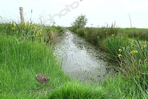 Biosphoto | 2078751 | Short-eared owl (Asio flammeus), 2 week old chick in a wet meadow, Marais breton-vendeen, France | &copy; Emile Barbelette / Biosphoto