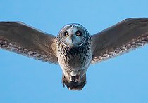 Biosphoto | 2580777 | Short-eared owl (Asio flammeus) in flight, England | &copy; Frédéric Desmette / Biosphoto