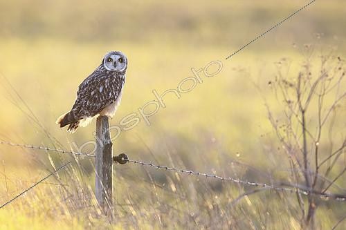 Biosphoto | 2274502 | Short-eared owl (Asio flammeus) on a stake, Marais Audubon, Coueron, Loire Atlantique, France | &copy; Emile Barbelette / Biosphoto