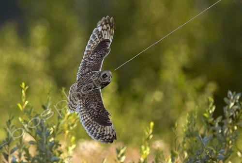 Biosphoto | 1934680 | Short-eared Owl in flight - Finland | &copy; Niko Pekonen / Biosphoto