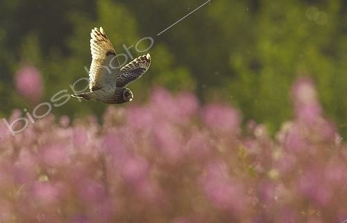 Biosphoto | 1934681 | Short-eared Owl in flight - Finland | &copy; Niko Pekonen / Biosphoto