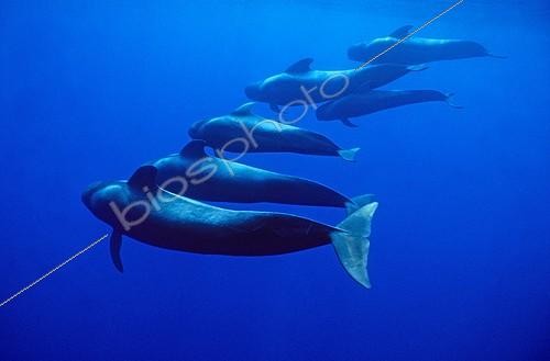 Biosphoto | 813467 | Short-finned Pilot Whale a chorus line Tenerife Islands | &copy; Gérard Soury / Biosphoto