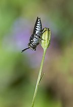 Biosphoto | 2166669 | Short Sharp-tail (Coelioxys afra), Regional Natural Park of Vosges du Nord, France | &copy; Michel Rauch / Biosphoto