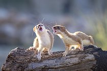 Biosphoto | 2609141 | Short-tailed Weasel (Mustela erminea) two adult fighting on tree trunk, Castile-La Mancha, Spain | &copy; Marion Vollborn / imageBROKER / Biosphoto
