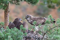 Biosphoto | 2555780 | Short-toed Snake Eagle (Circaetus gallicus) feeding its chick with a snake, Aveyron, France | &copy; Christian Fosserat / Biosphoto