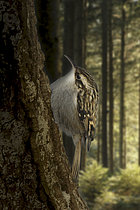 Biosphoto | 2609513 | Short-toed Treecreeper (Certhia brachydactyla) on a trunk, Ardennes, Belgium | &copy; Christian Cabron / Biosphoto