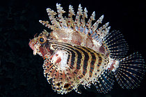 Biosphoto | 2608749 | Shortfin Lionfish (Neochirus brachypterus), displaying fan-like pectoral fins, TK1 dive site, Lembeh Straits, Sulawesi, Indonesia | &copy; Colin Marshall / Biosphoto