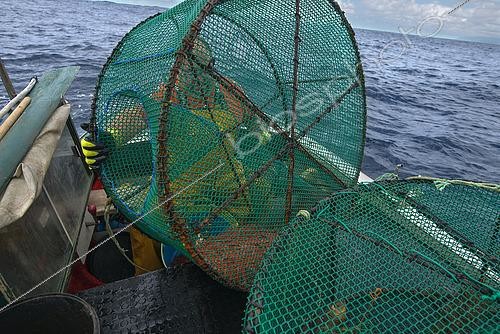 Biosphoto | 2609483 | Shrimp fishing (Plesionika narval) is a traditional activity carried out from small boats. Traps (pots) are used, which are placed on the seabed at depths of 50 to 150 meters. It is practiced year-round, although catches are more abundant in summer. Production is mainly destined for local consumption. VESSEL: Drago. FISHERMAN: José Lucio León Díaz (model release). San Roque and Isla Baja Fishermen’s Guild of Garachico, Tenerife. Canary Islands. | © Sergio Hanquet / Biosphoto