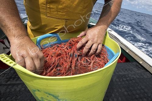 Biosphoto | 2609484 | Shrimp fishing (Plesionika narval) is a traditional activity carried out from small boats. Traps (pots) are used, which are placed on the seabed at depths of 50 to 150 meters. It is practiced year-round, although catches are more abundant in summer. Production is mainly destined for local consumption. VESSEL: Drago. FISHERMAN: José Lucio León Díaz (model release). San Roque and Isla Baja Fishermen’s Guild of Garachico, Tenerife. Canary Islands. | © Sergio Hanquet / Biosphoto