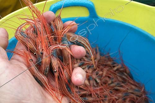 Biosphoto | 2609485 | Shrimp fishing (Plesionika narval) is a traditional activity carried out from small boats. Traps (pots) are used, which are placed on the seabed at depths of 50 to 150 meters. It is practiced year-round, although catches are more abundant in summer. Production is mainly destined for local consumption. VESSEL: Drago. FISHERMAN: José Lucio León Díaz (model release). San Roque and Isla Baja Fishermen’s Guild of Garachico, Tenerife. Canary Islands. | © Sergio Hanquet / Biosphoto