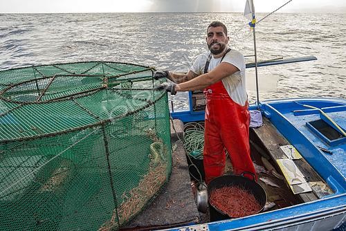 Biosphoto | 2609497 | Shrimp fishing (Plesionika narval) is an artisanal activity carried out from small boats. Pots (traps) are used, which are placed on the seabed at depths between 50 and 150 meters, and which also catch some fish. It is practiced year-round, although catches are more abundant in summer. Production is mainly destined for local consumption. VESSEL: El Puma. FISHERMAN: Ayoze Rodríguez (model release). Fishermen’s Guild of San Marcos in Icod de los Vinos, Tenerife. Canary Islands. | © Sergio Hanquet / Biosphoto