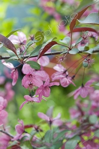 Biosphoto | 1127726 | Shrub blooms in May Bugey Region France | &copy; Marc Chatelain / Biosphoto