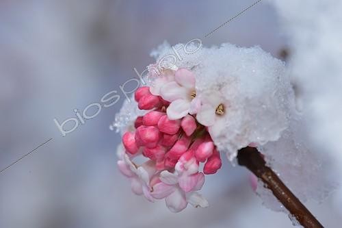 Biosphoto | 1881880 | Shrub with pink flowers in the snow in a winter garden  | &copy; Tiziana Bertani / Biosphoto