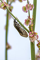 Biosphoto | 2622252 | Sialis de la vase (Sialis lutaria) sur une tige de Patience (Rumex sp.), Gers, France | &copy; Marie Aymerez / Biosphoto