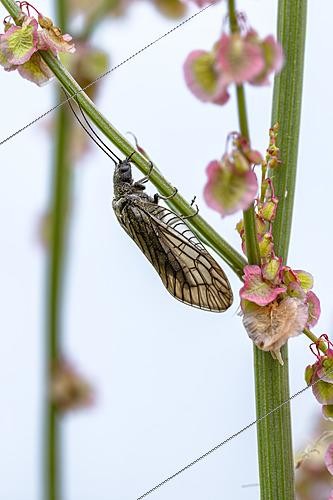 Biosphoto | 2622252 | Sialis de la vase (Sialis lutaria) sur une tige de Patience (Rumex sp.), Gers, France | &copy; Marie Aymerez / Biosphoto