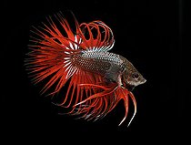 Biosphoto | 2459583 | Siamese fighting fish (Betta splendens) male 'Crowntail' | &copy; Aqua Press / Biosphoto