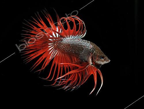 Biosphoto | 2459583 | Siamese fighting fish (Betta splendens) male 'Crowntail' | &copy; Aqua Press / Biosphoto