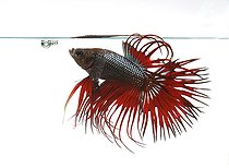 Biosphoto | 2485148 | Siamese fighting fish (Betta splendens) male 'Crowntail' | &copy; Aqua Press / Biosphoto