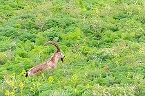 Biosphoto | 2551406 | Siberian Ibex (Capra sibirica) male in tall grass, Besh-Aral National Nature Reserve, Kyrgyzstan | &copy; Bastien Chaix / Biosphoto