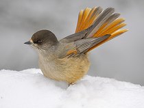 Biosphoto | 2601940 | Siberian Jay (Perisoreus infaustus) in Valtavaara-Pyhaevaara nature reserve near Ruka during winter. Europe, Northern Europe, Finland, Lapland | &copy; Martin Zwick / Biosphoto
