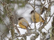 Biosphoto | 2601941 | Siberian Jay (Perisoreus infaustus) in Valtavaara-Pyhaevaara nature reserve near Ruka during winter. Europe, Northern Europe, Finland, Lapland | &copy; Martin Zwick / Biosphoto