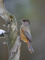 Biosphoto | 2601942 | Siberian Jay (Perisoreus infaustus) near Oulanka Nationa Park during winter. Europe, Northern Europe, Finland, Lapland | &copy; Martin Zwick / Biosphoto