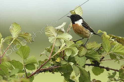Biosphoto | 2274545 | Siberian Stonechat (Saxicola torquata) male on a bramble, Europe | &copy; Emile Barbelette / Biosphoto