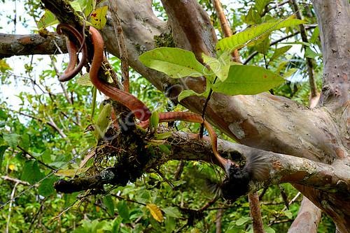 Biosphoto | 2082346 | Siberut Black-headed cat snake (Boiga nigriceps brevicauda) eating a bird, Siberut | &copy; Daniel Heuclin / Biosphoto
