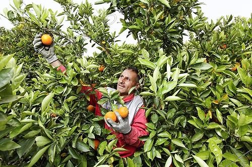 Biosphoto | 1607604 | Sicilian man picking bio-dynamically grown oranges from an orange tree, organic oranges, near Syracuse, Syracuse, Italy, Europe | &copy; Michael Peuckert / imageBROKER / Biosphoto