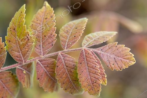 Biosphoto | 2550944 | Sicilian sumac (Rhus coriaria) leaf in autumn, Bouches-du-Rhone, France | &copy; Marie Aymerez / Biosphoto
