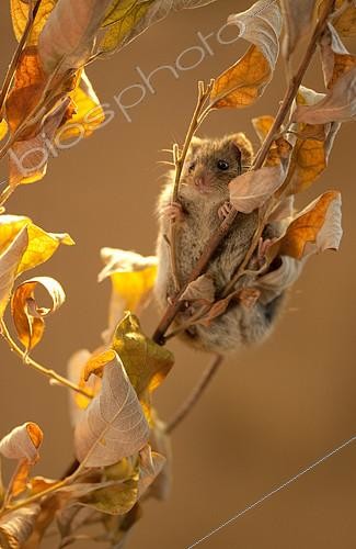 Biosphoto | 2407946 | Siciste des bouleaux (Sicista betulina) essayant de rester sur une branche sèche, Pays d'origine : Russie centrale | &copy; Aleksey Volkov / Biosphoto