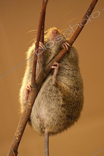 Biosphoto | 2407953 | Siciste des bouleaux (Sicista betulina) grimpant sur une branche sèche, Pays d'origine : Russie centrale | &copy; Aleksey Volkov / Biosphoto