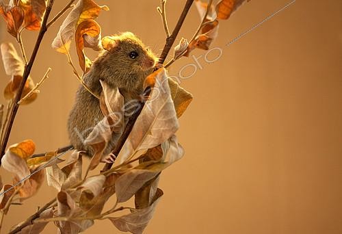 Biosphoto | 2407952 | Siciste des bouleaux (Sicista betulina) sur une branche sèche, Pays d'origine : Russie centrale | &copy; Aleksey Volkov / Biosphoto