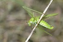 Biosphoto | 2069542 | Sickle-bearing Bush Cricket (Phaneroptera falcata) female on twig Northern Vosges Regional Nature Park, France | &copy; Michel Rauch / Biosphoto