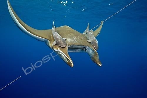 Biosphoto | 1959017 | Sicklefin Mobula with Remora - Azores | &copy; Gérard Soury / Biosphoto