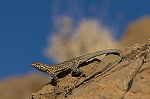 Biosphoto | 1249520 | Side-blotched Lizard on rock Death Valley NP USA | &copy; Daniel Heuclin / Biosphoto