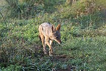 Biosphoto | 2419090 | Side-striped Jackal (Canis adustus) walking, KwaZulu-Natal, South Africa | &copy; Jean-Paul Chatagnon / Biosphoto