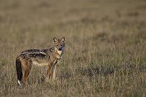 Biosphoto | 1651186 | Side-striped jackal in the savannah Masai Mara Kenya  | &copy; Tony Crocetta / Biosphoto