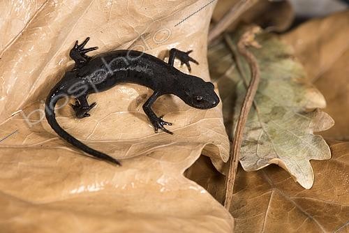Biosphoto | 2552699 | Side view of a female of alpine newt (Ichthyosaura alpestris ssp. apuana) in terrestrial phase walking on wet leaves, Liguria, Italy | &copy; Tonči Maletic / Biosphoto