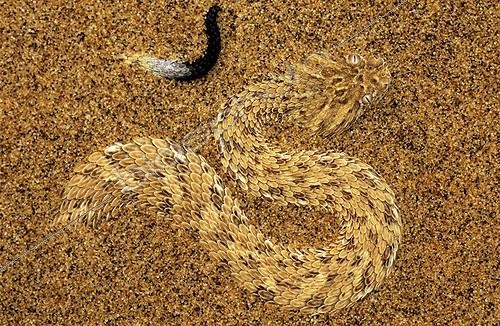 Biosphoto | 1823551 | Sidewinder snake  on sand Namib Desert Namibie | &copy; Thomas Dressler / Biosphoto