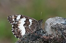 Biosphoto | 2393651 | Silène (Brintesia circe), Sturzelbronn, Parc naturel régional des Vosges du Nord, Moselle France | &copy; Stéphane Vitzthum / Biosphoto