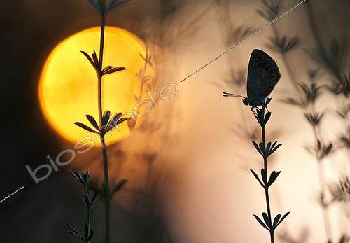 Biosphoto | 2090799 | Silhouette de Papillon au coucher du soleil, Espagne | &copy; Pedro Javier Pascual Hernandez / Biosphoto