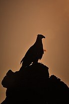 Biosphoto | 2056326 | Silhouette de Pygargue de Madagascar au crépuscule, Nosy Be, Madagascar | &copy; Massimiliano Sticca / Biosphoto