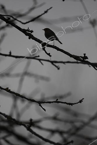 Biosphoto | 1621926 | Silhouette de Rougegorge sur une branche au crépuscule | &copy; Thierry Reminiac / Biosphoto