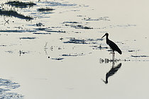 Biosphoto | 2609228 | Silhouette of a Black Stork (Ciconia nigra) in a branch of the Loire at dawn, France | &copy; Pierre Vernay / Biosphoto