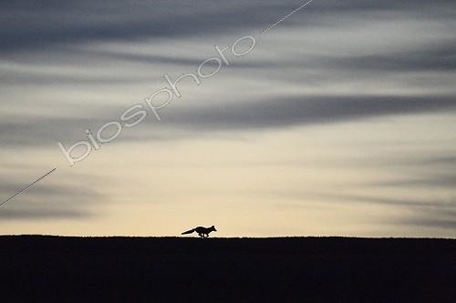 Biosphoto | 1645287 | Silhouette of a red fox at dusk Vosges France  | &copy; Fabrice Cahez / Biosphoto