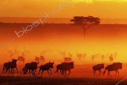 Biosphoto | 2609673 | Silhouette of a running herd of Wildebeests (Connochaetes sp) throwing up dust at sunrise in Masai Mara Wildlife Refuge in Kenya | &copy; dad fotos / imageBROKER / Biosphoto