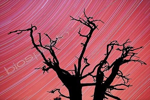 Biosphoto | 339720 | Silhouette of a tree against a background of sky Haute-Corse | &copy; Jean-Philippe Delobelle / Biosphoto