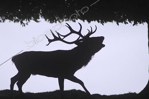 Biosphoto | 952458 | Silhouette of male deer in the forest edging Germany | &copy; Bruno Cavignaux / Biosphoto
